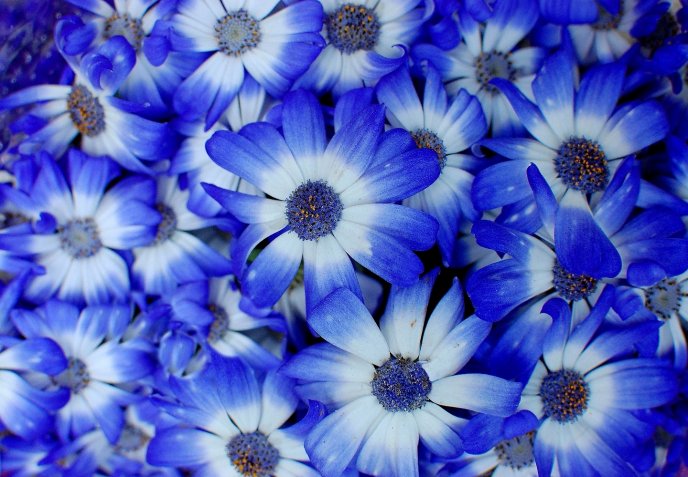 Wonderful blue flowers on whole desktop - HD spring season