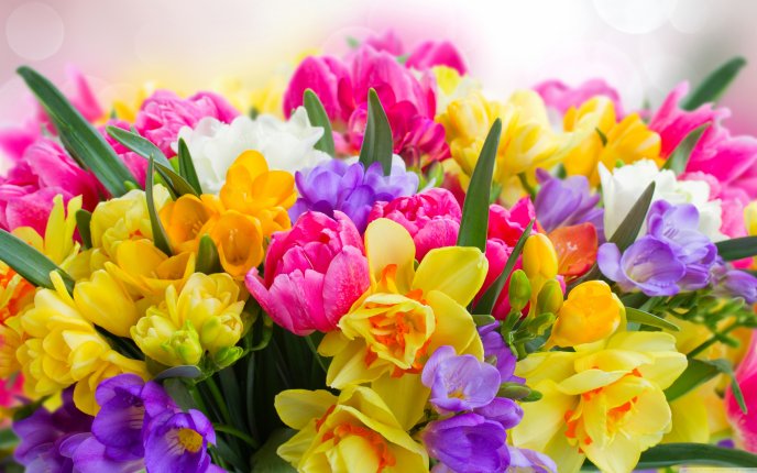 Welcome beautiful spring season full with colorful flowers