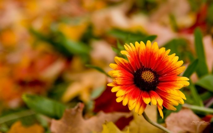 Wonderful orange and yellow flower - Autumn season time