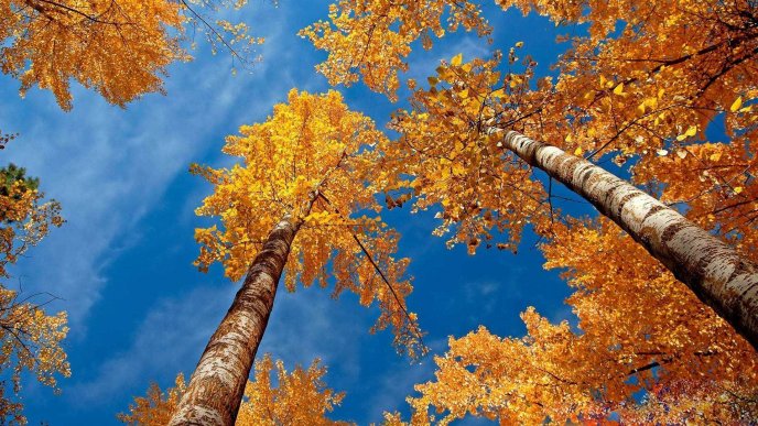 Tall trees - Autumn season time wonderful nature