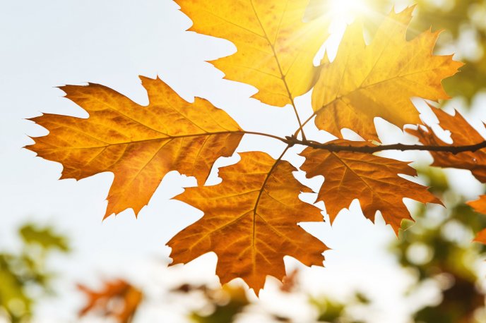 Beautiful sun in the Autumn season - Rusty leaves in tree