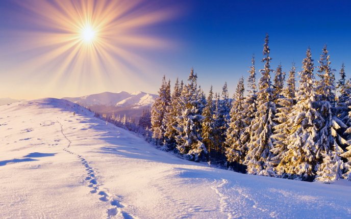 Warm Winter sunny day - Wonderful shiny white snow