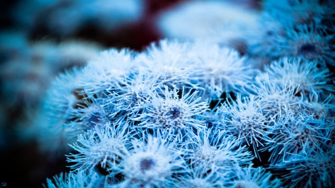 Macro HD wallpaper - Frozen blue plant Winter season