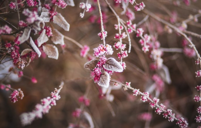 Frozen pink flowers and leaves - HD winter season wallpaper
