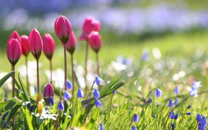 Pink tulips in the garden - Spring green grass