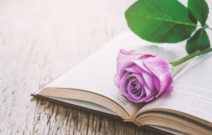 Romantic pink rose on a book - Read for your study