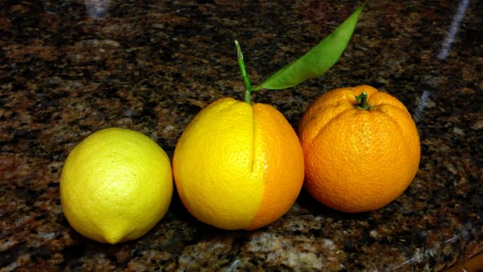 Half lemon half orange - strange citrus fruit in lemonade
