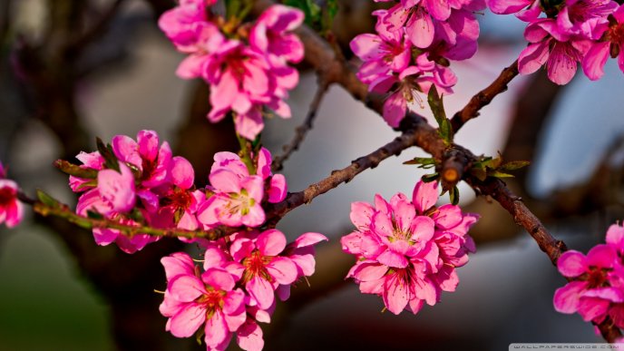 Purple flowers cherry blossom - Macro HD wallpaper