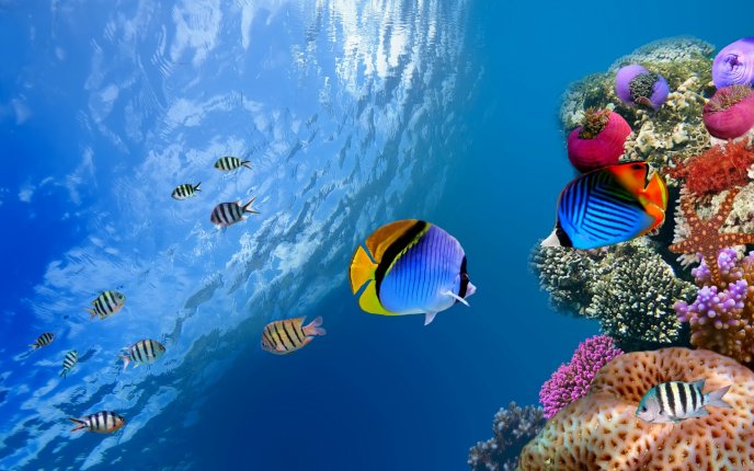 Colorful fishes in the fresh ocean water - HD wallpaper