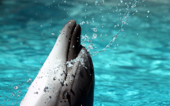 Macro beautiful Dolphin animal - Dance in the water