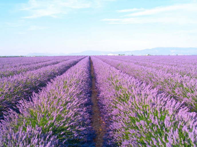 Purple color on the Earth - Beautiful Lavender field