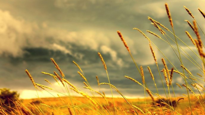 Macro wheat field - Wonderful summer season nature