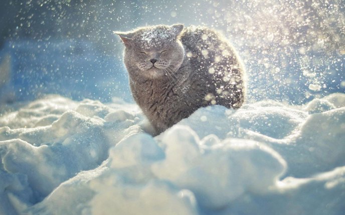 Winter time sweet cat in the snow - HD wallpaper