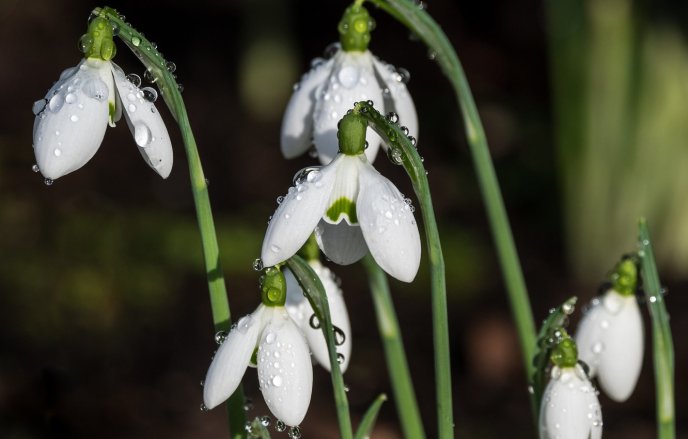 Drops of water in the morning on the beautiful snowdrops