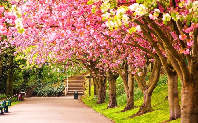 Wallpaper nature - Walk in the park under blossom trees
