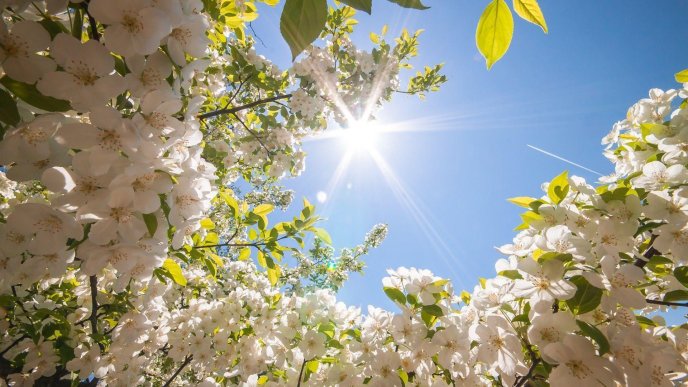 White apple flowers blossom tree - Sunny spring day