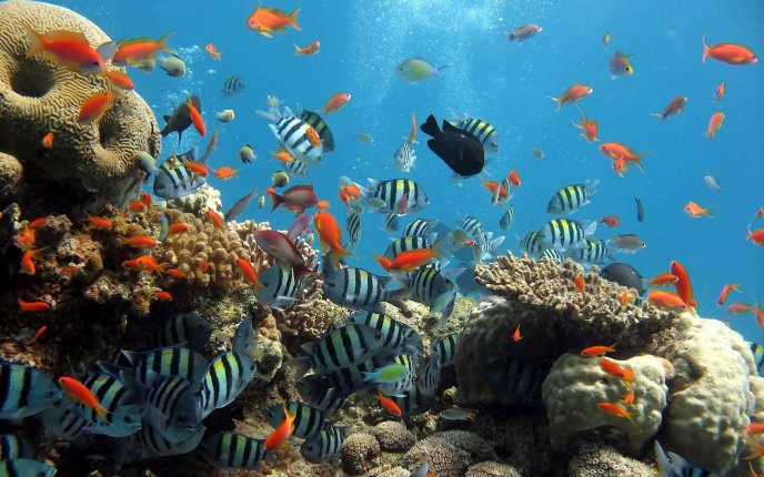 Orange and black fish in coral - Animals under water