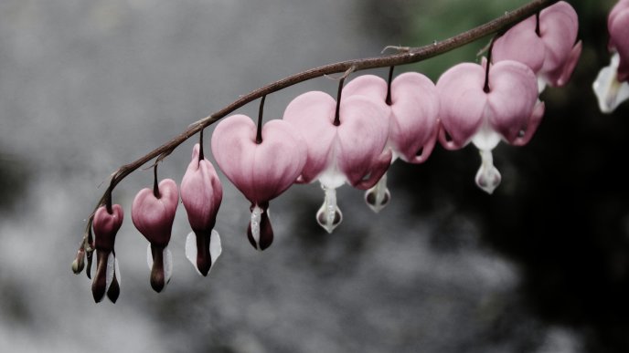 Wonderful pink flowers shape on heart - Good morning love