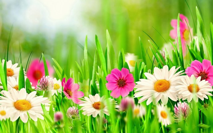 Wonderful flowers in the garden - HD wallpaper