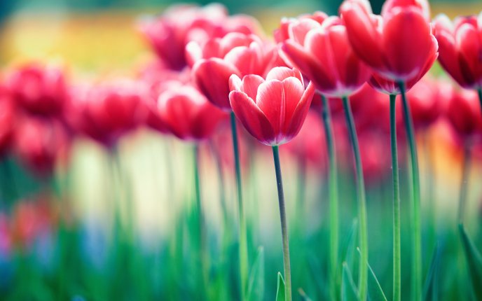 Garden full of red tulips - HD wallpaper spring flowers