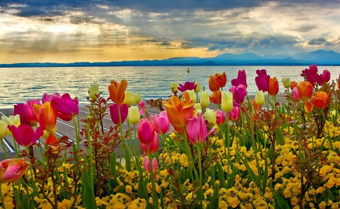 Flowers spring hd wallpaper - lake view
