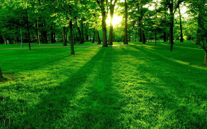 Green forest and beautiful sunshine HD wallpaper