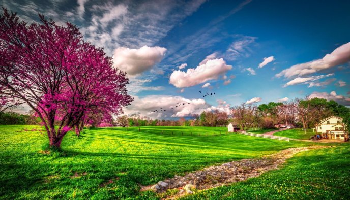 Wonderful spring day - Purple flowers and green field