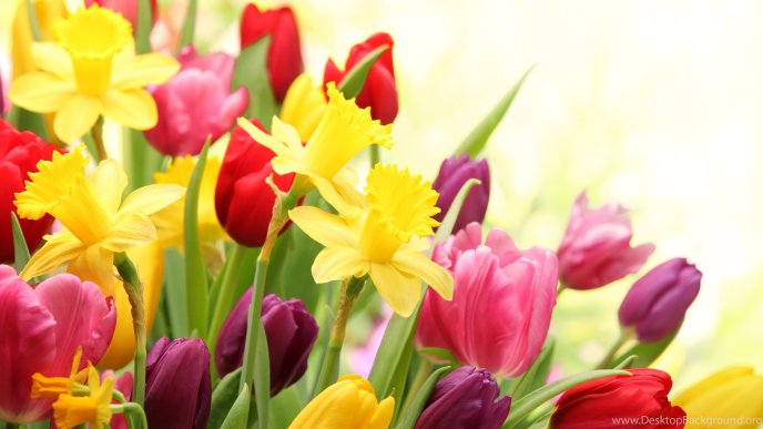 Tulips and yellow flowers in a wonderful spring season time