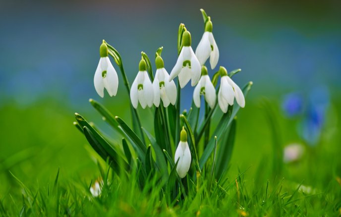 Bouquet of snowdrops in the green grass - HD wallpaper