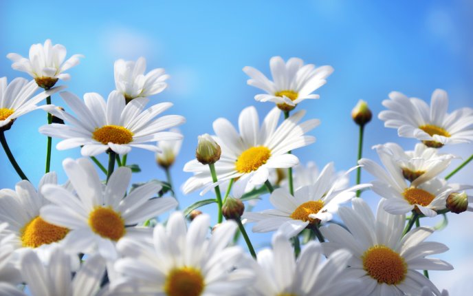 Daisy flowers in the spring fresh air - HD wallpaper