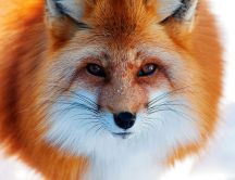 Pretty Sly Fox