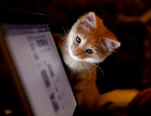 Cat navigating on the internet