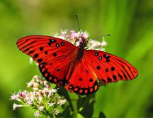 Red butterfly ready to fly