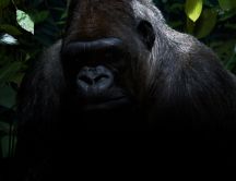 Big sad gorilla