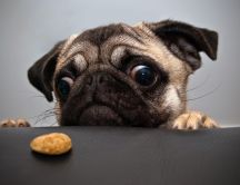Pug wants a cookie