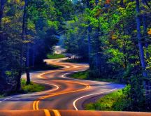 Winding road through the forest