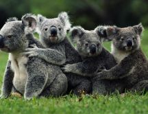 Koala - perfect family photo