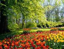 Spring landscape - field of tulips