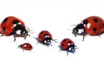 Ladybug family