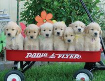 Puppies in a cart