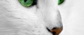 White cat close up