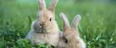 A pair of cute fluffy bunnies 