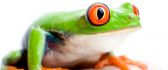Big orange frog eye