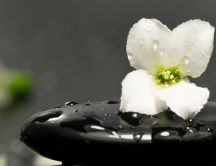 White flower on a black stone