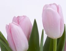 Beautiful pink tulips - flower