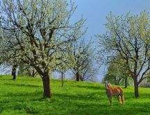 Beautiful horse in a meadow of trees in bloom