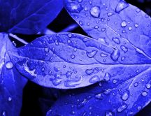 Drops of water on a blue leaf