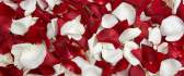 Bed of white and red rose petals