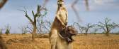 Kangaroo mother carries the baby hippo