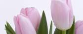 Beautiful pink tulips - flower